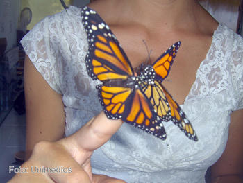 Mariposa Monarca.