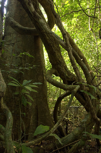 Lianas en un bosque tropical (FOTO: STRI).