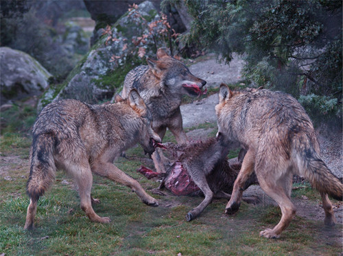 Los lobos son agentes acumuladores de huesos habituales en los ecosistemas ibéricos. FOTO: Nohemi Sala/UCM-ISCIII.