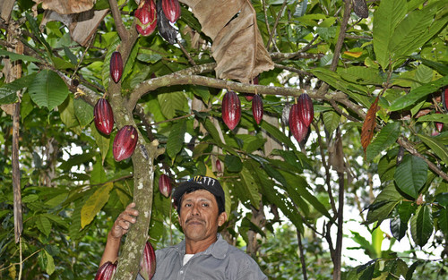 Productor de cacao de Nicaragua/CIAT