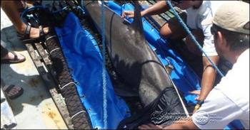 Los técnicos de la DPNG colocan la marca satelital en la aleta dorsal del tiburón.