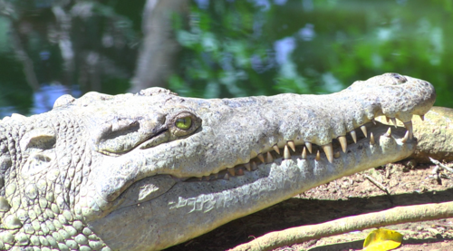 El cocodrilo es el réptil más grande que existe en Costa Rica. (Foto cortesía Olivier Castro).