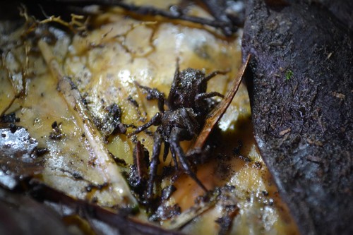 'Paratropis elicioi', una de las especies de araña de patas calvas descritas en 2015/Carlos Perafan