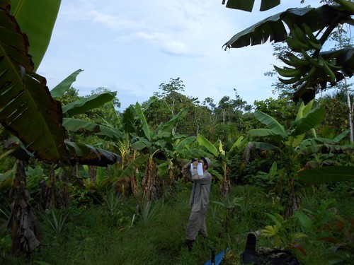 El autor principal Jacob Socolar realiza un muestreo en una pequeña plantación de banano/Jacob Socolar,