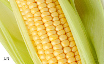 Mazorca de maíz (FOTO: UN).