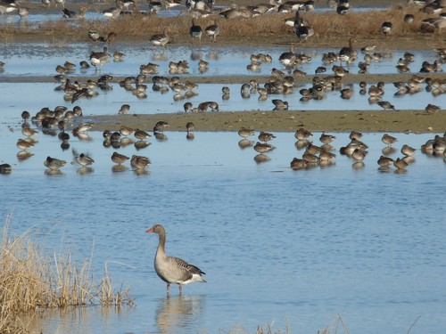 Aves migratorias en las Lagunas de Villafáfila.