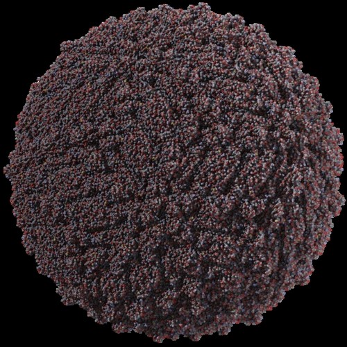 Virus zika. FOTO: Wikimedia Commons