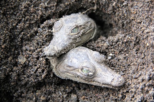 Dos cocodrilos recién nacidos (neonatos). (Foto cortesía Olivier Castro)