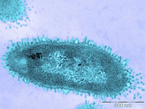Bacteria. Imagen: UB.