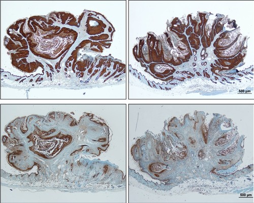 Diferencias entre tumores de piel en ratones. Foto: CIC.