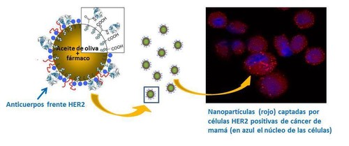 Estructura de las nanocápsulas. Imagen: UGR.