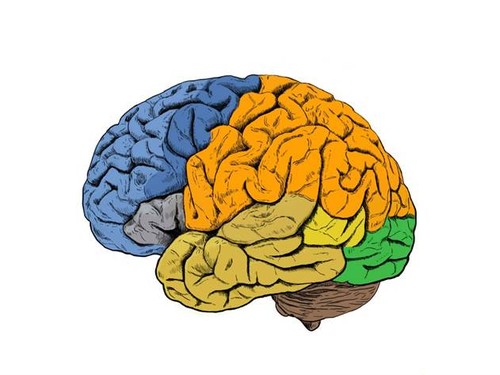 Las investigaciones se han centrado en áreas motoras (en azul oscuro) y sensoriales (en naranja) de la corteza cerebral./CSIC.