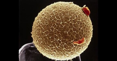 Imagen de un óvulo tomada con micrografía electrónica de barrido. / Yorgos Nikas.