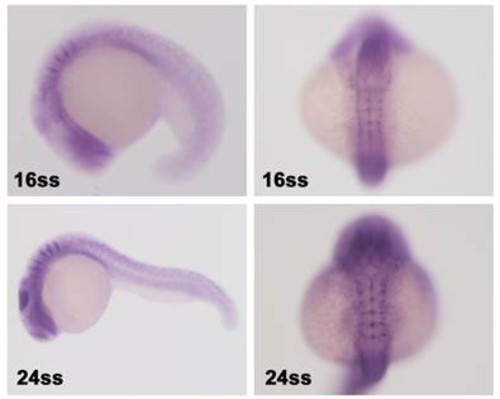 Expresión segmentada del gen rac3b en el cerebro posterior del pez cebra durante el desarrollo./ CSIC