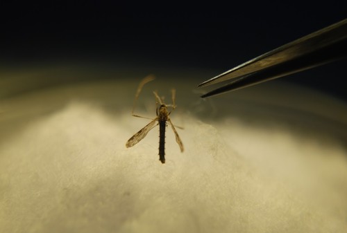 Mosquito que transmite el dengue. Foto: UNAL.