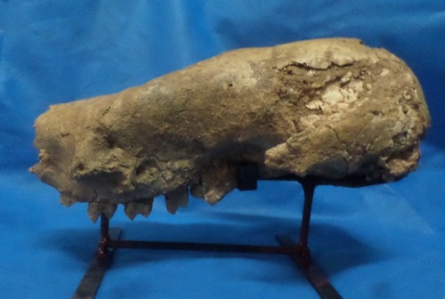 Vista del cráneo del Megaterio más antiguo para Argentina/Museo de Ciencias Naturales de Miramar.