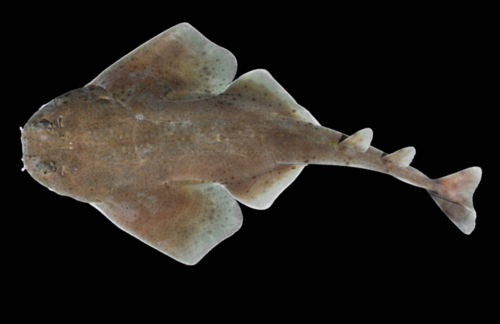 El tiburón ángel 'Squatina mapama'/D. Ross Robertson, STRI