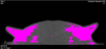 Imagen de un corte de la glándula mamaria de oveja obtenida con TAC y analizada con un software. Se distinguen los diversos tejidos (en rosa, el tejido secretor).