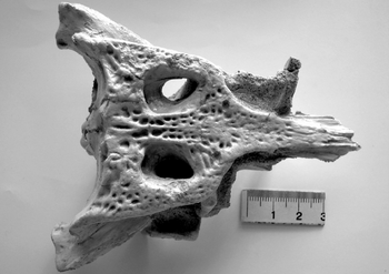 Caja craneal del cocodrilo 'Duerosuchus piscator'. Imagen de Luis Alonso incluida en la publicación.