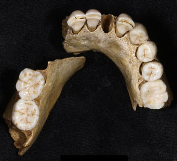 Mandíbula neandertal hallada en Valdegoba (Burgos).
