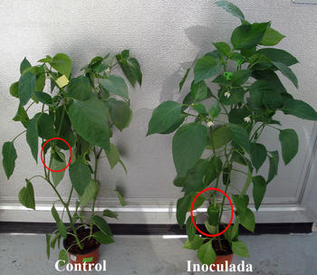 La planta inoculada con 'Rhizobium' crece más y produce mejores pimientos que la planta control. Foto: GIR 'Interacciones Microorganismo Planta'.