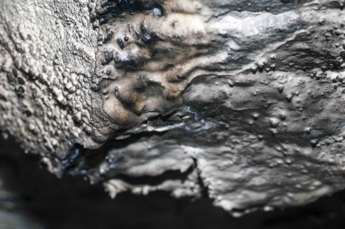 El techo de la cueva tiene pequeñas protuberancias en forma de gota, que con el paso del tiempo se convertirán en estalactitas. En la superficie se aprecia una biopelícula microbiana oscura. Foto: Johannes Lundberg.