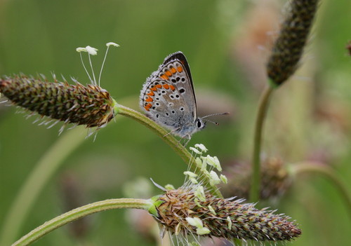 Mariposa 'Aricia cramera'/©Fernando Jubete