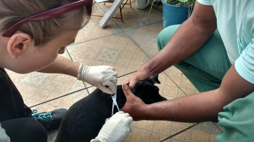 Un investigador toma una muestra de pelo de perro.