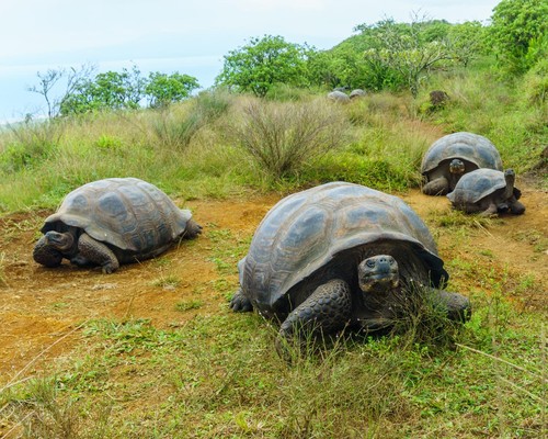 Tortugas gigantes de las Galápagos/Guillame Bastille-Rousseau