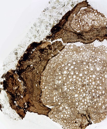 Sección transversal de un fósil de la liana de 18,5 millones de años/Nathan Jud