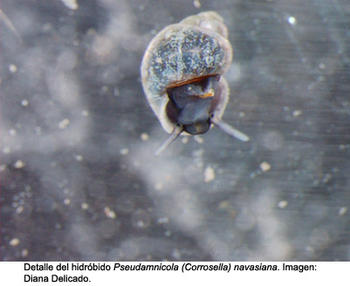 Detalle del hidróbido Pseudamnicola (Corrosella) navasiana (FOTO: Diana Delicado).