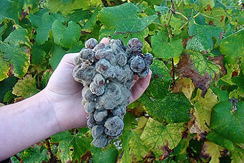Botrytis cinérea, moho gris, en racimo de uvas. FOTO: USACH