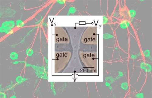 Transistor capaz de simular el funcionamiento de las neuronas/Agencia FAPESP