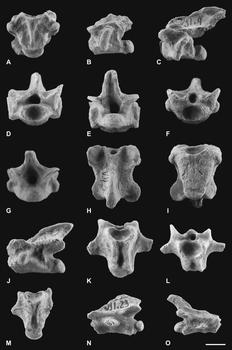 Vértebras cervicales y dorsales de 'Arcanosaurus ibericus'. Imagen: Fidel Torcida.