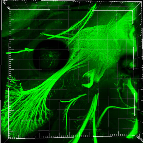 Los investigadores argentinos obtuvieron detalladas imágenes 3D del desarrollo de neuronas en embriones de ratón/Agencia CYTA