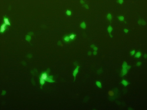 Imagen de experimentos in vitro con las células en verde.