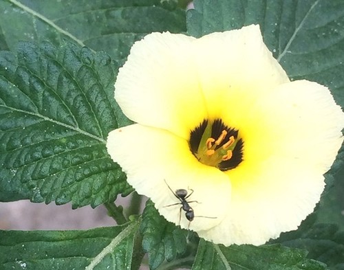 Interacción entre las plantas que poseen nectarios extraflorales y las hormigas/Laura Leal