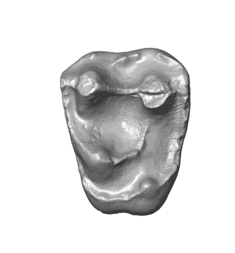 Diente fosilizado encontrado en la selva amazónica de Perú/3D scan by Duke SMIF.