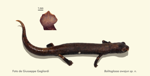 La salamandra 'Bolitoglossa awajun'.
