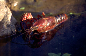 Ejemplar de cangrejo rojo o americano ('Procambarus clarkii').