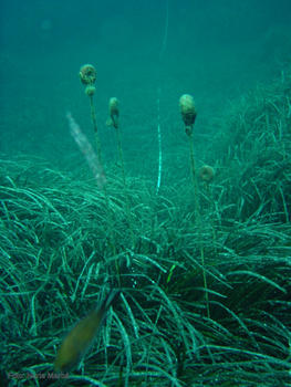 Parcela utilizada para el estudio sobre la 'Posidonia oceanica'.