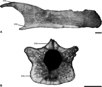 Estructura ósea de una vértebra de 'Arcanosaurus ibericus'. Imagen: Fidel Torcida.