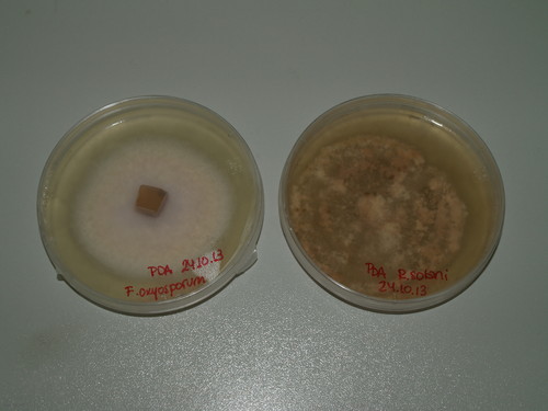 Los hongos Fusarium oxysporum y Rhizoctonia solani en placas.