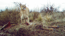 El puma, un felino presente en casi todo el territorio americano. Fotos: gentileza investigadores.