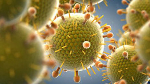 Virus sincicial respiratorio. Imagen: Argentina Investiga.