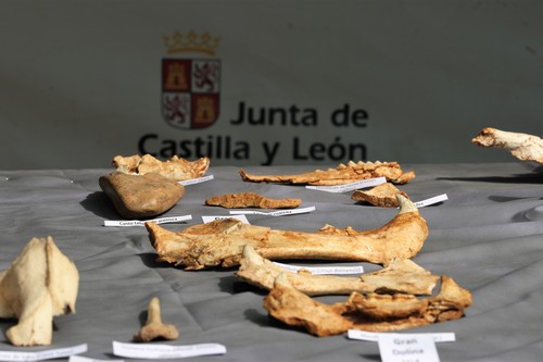 Restos hallados en la 40 campaña de excavaciones en Atapuerca.