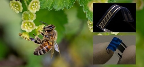 Crean un biosensor para detectar bacterias en alimentos y bebidas con una molécula de aguijón de abejas.