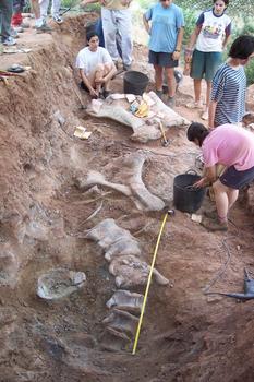 Restos de un dinosaurio encontrados en el yacimiento de Salas de los Infantes (Foto: Colectivo Paleontológico de Salas)