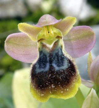 Orquídea. Foto: UPV.