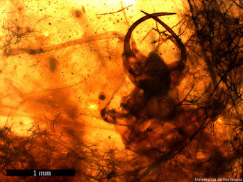 'Hallucinochrysa diogenesi', detalle cabeza. Foto: Universitat de Barcelona.